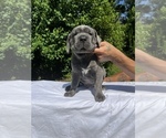 Puppy Chestnut 1 Cane Corso