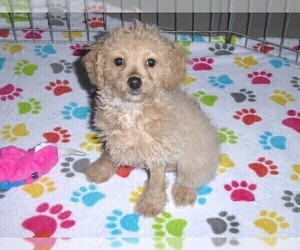 Cockapoo-Poodle (Miniature) Mix Puppy for sale in ORO VALLEY, AZ, USA