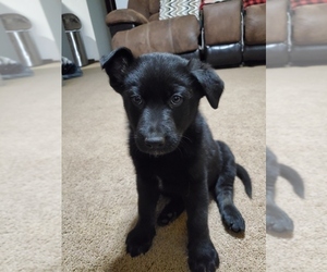 Shepradors Puppy for sale in STERLING, CO, USA