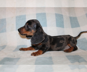 Dachshund Puppy for sale in BLMGTN, IN, USA