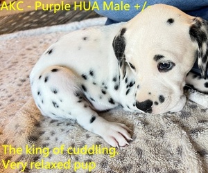 Dalmatian Puppy for sale in VINEMONT, AL, USA