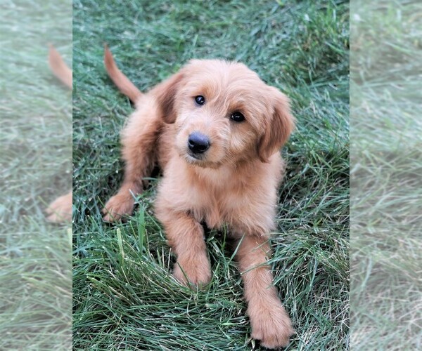 Medium Photo #13 Goldendoodle (Miniature) Puppy For Sale in SYRACUSE, IN, USA