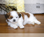 Small Photo #7 Shih Tzu Puppy For Sale in CLARE, MI, USA