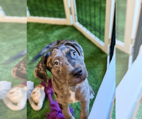 Medium Photo #3 Catahoula Leopard Dog-Unknown Mix Puppy For Sale in Sanford, FL, USA