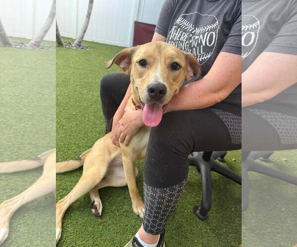 Medium Photo #2 Mutt Puppy For Sale in Pompano Beach , FL, USA