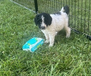 Saint Berdoodle Puppy for sale in FRANKFORT, IN, USA
