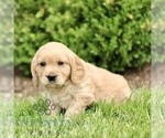 Small #2 Golden Retriever