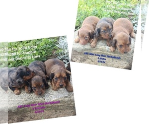 Dachshund Puppy for sale in TOPEKA, IN, USA