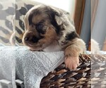 Small Photo #200 Australian Shepherd Puppy For Sale in LEBANON, IN, USA