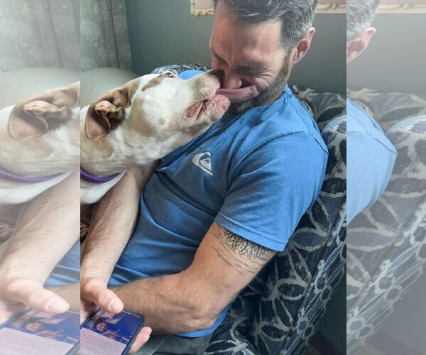 Medium Photo #24 American Pit Bull Terrier-Unknown Mix Puppy For Sale in Oakhurst, NJ, USA