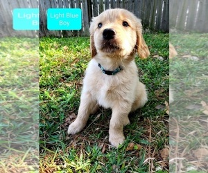 Golden Retriever Puppy for Sale in KINGSLAND, Georgia USA