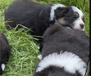 Border Collie Puppy for sale in VANCOUVER, WA, USA
