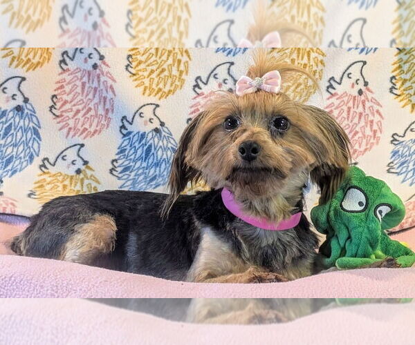 Medium Photo #1 Mutt Puppy For Sale in Bon Carbo, CO, USA