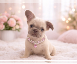 French Bulldog Litter for sale in WOODBRIDGE, VA, USA