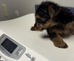 Small #9 Yorkshire Terrier