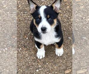 Cowboy Corgi Puppy for sale in BRIGGSDALE, CO, USA