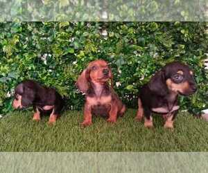 Dachshund Puppy for Sale in LOS ANGELES, California USA
