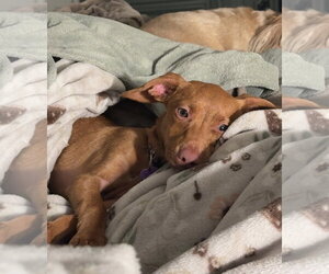 Dachshund-Unknown Mix Dogs for adoption in Pottstown, PA, USA