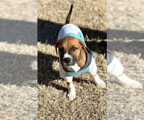 Medium Photo #4 Mutt Puppy For Sale in OKLAHOMA CITY, OK, USA