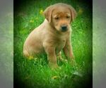 Small Photo #15 Labrador Retriever Puppy For Sale in MILLVILLE, MN, USA