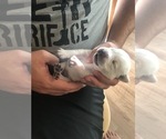 Small Photo #24 Labrador Retriever Puppy For Sale in ESCONDIDO, CA, USA