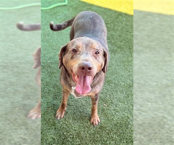 Medium Photo #1 Catahoula Leopard Dog Puppy For Sale in Baytown, TX, USA