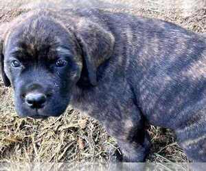 English Mastweiler Puppy for sale in OSCEOLA, MO, USA