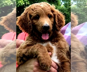 Goldendoodle Puppy for sale in WINSTON SALEM, NC, USA