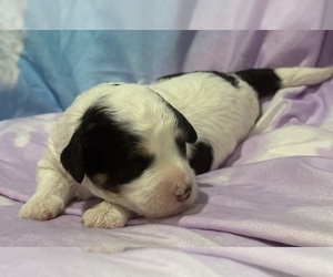 Miniature Bernedoodle Puppy for sale in LONGMONT, CO, USA
