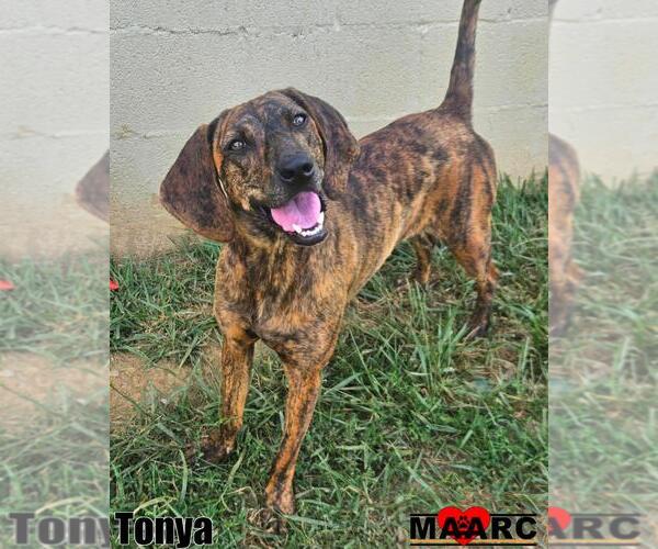 Medium Photo #2 Plott Hound Puppy For Sale in Maryville, TN, USA