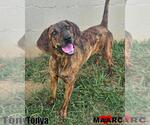 Small #1 Plott Hound