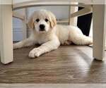 Small #1 Great Pyrenees Mix