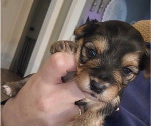 Morkie-Yorkshire Terrier Mix Puppy for sale in NEWBORN, GA, USA