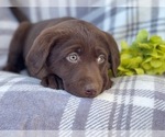 Small Photo #9 Labrador Retriever Puppy For Sale in LAKELAND, FL, USA