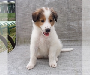 Collie Puppy for sale in PALM BAY, FL, USA