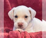 Phoenix Pup - Pima - Male Raggle Dog for Adoption - Small photo