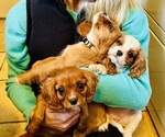 Small Photo #6 Cavalier King Charles Spaniel Puppy For Sale in BROOKLYN PARK, MN, USA