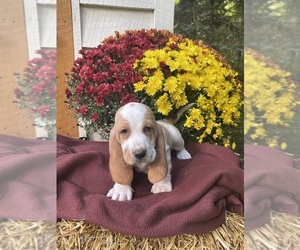 Basset Hound Dog for Adoption in MINOCQUA, Wisconsin USA