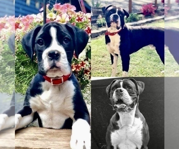 Medium Photo #1 Boxer Puppy For Sale in SPRINGFIELD, OR, USA