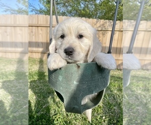 Medium English Cream Golden Retriever