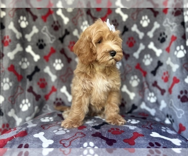 Medium Photo #4 Cock-A-Poo Puppy For Sale in LAKELAND, FL, USA