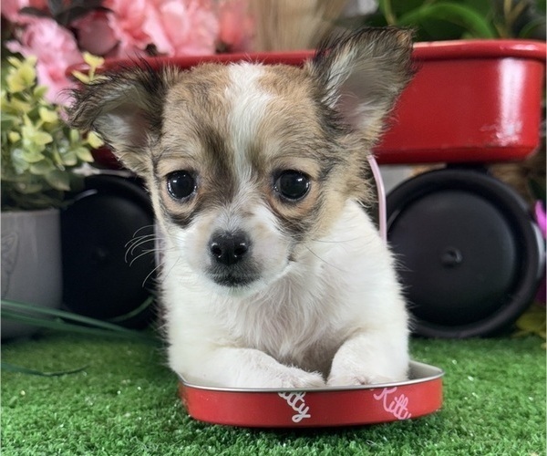Medium Photo #4 Chihuahua Puppy For Sale in CANOGA, NY, USA