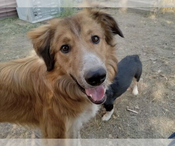 Medium Photo #1 Retriever -Unknown Mix Puppy For Sale in Polson, MT, USA