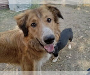 Retriever -Unknown Mix Dogs for adoption in Polson, MT, USA
