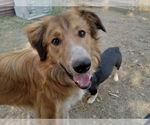 Small Retriever  Mix