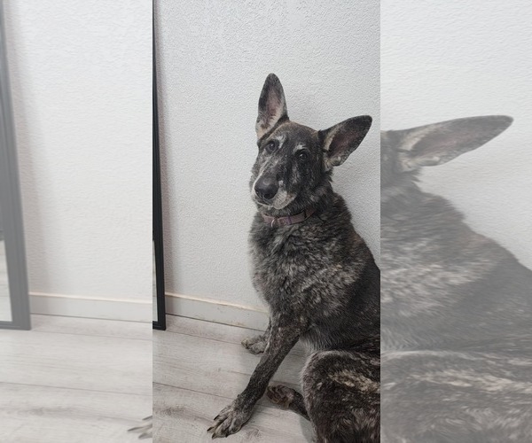 Medium Photo #1 German Shepherd Dog-Unknown Mix Puppy For Sale in Fort Collins, CO, USA