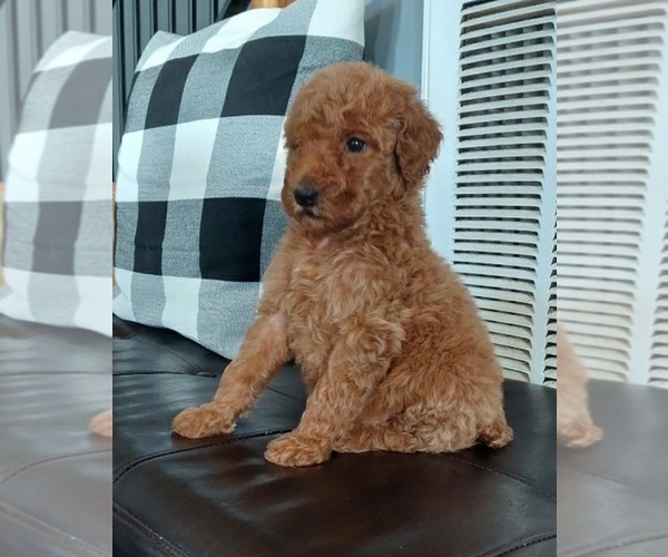 Medium Photo #1 Poodle (Standard) Puppy For Sale in ROGERSVILLE, AL, USA
