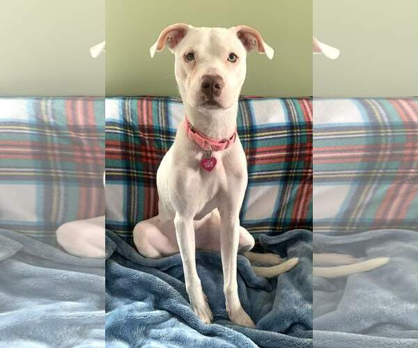 Medium Photo #4 Mutt Puppy For Sale in Catasauqua, PA, USA