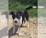 Small #2 Mutt