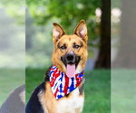 Small German Shepherd Dog Mix